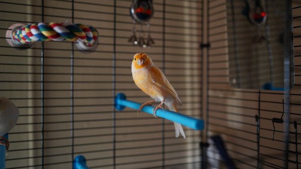 canary