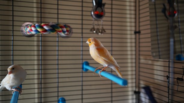 canary