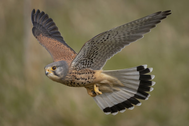 falcon