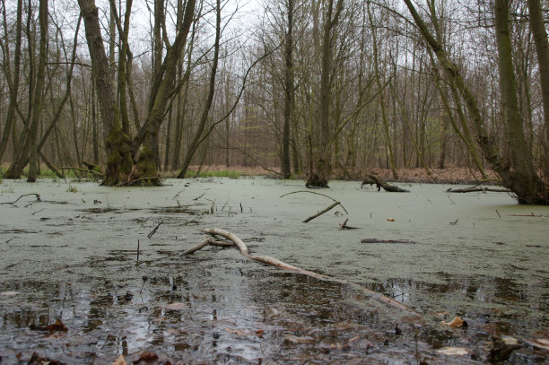 fen