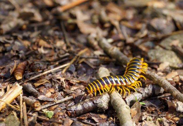 millipede