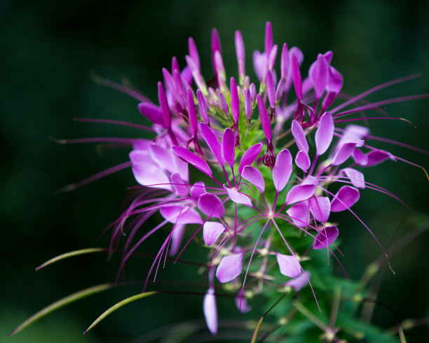 cleome