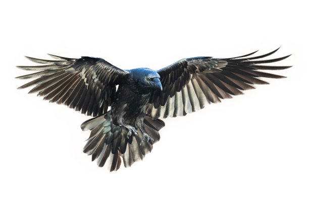 raven