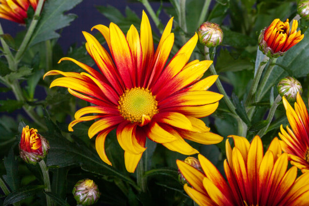 gazania