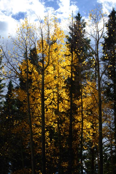 aspen