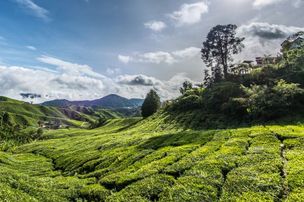 干旱地貌茶园