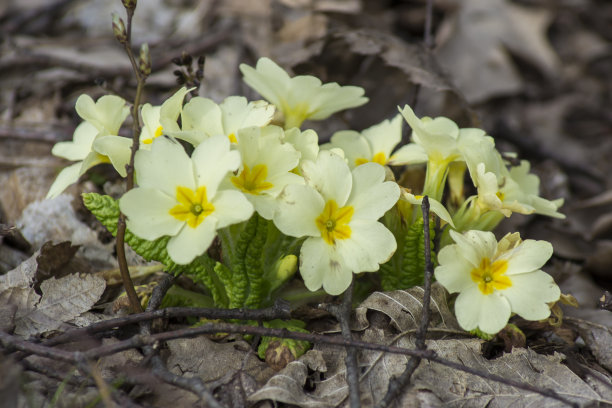 primula