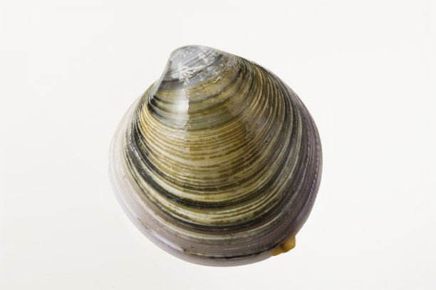 tridacna