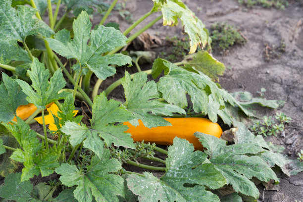 courgette