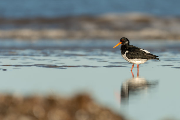 haematopus