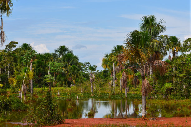 户外蓝天白云草地树林图片