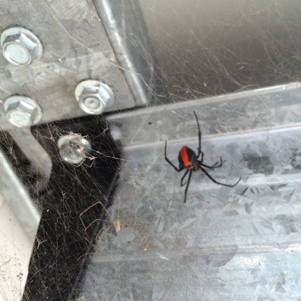 红web