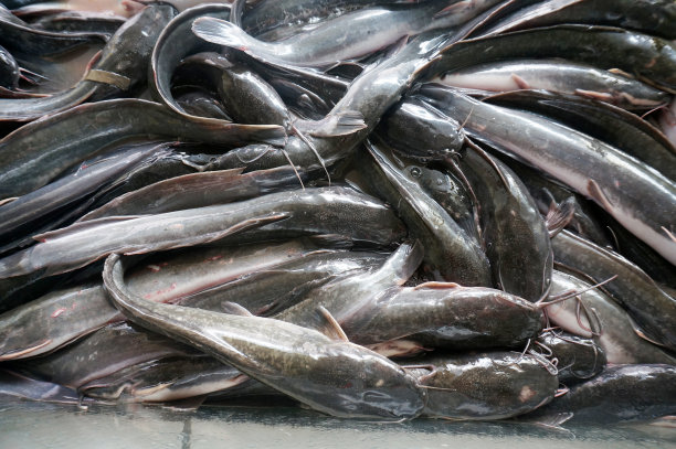catfish