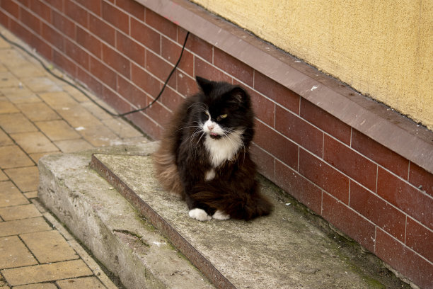 stray