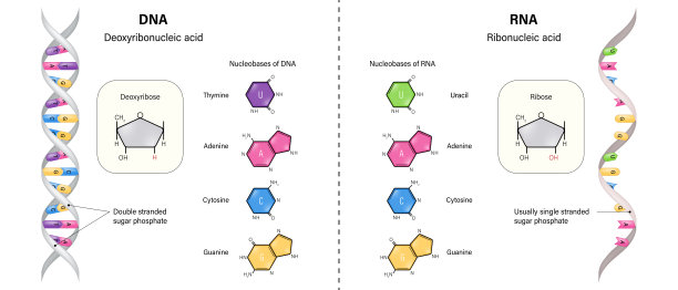 rna