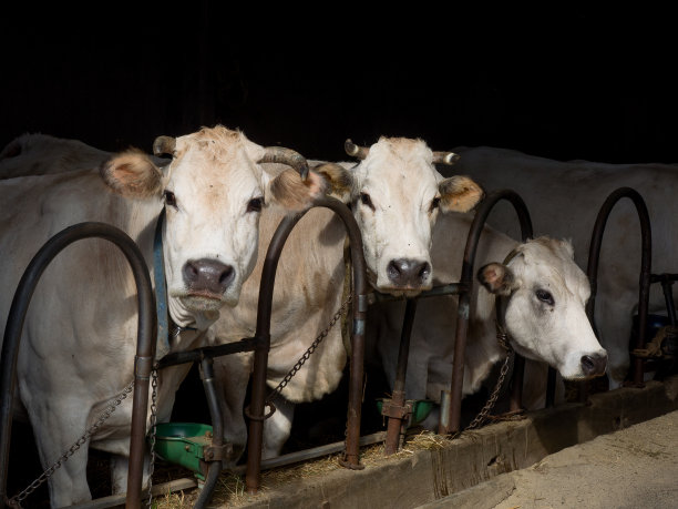 dairy