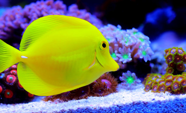 zebrasoma