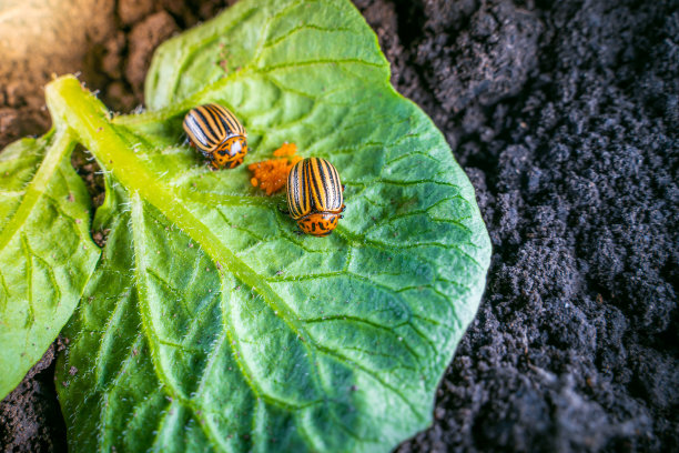 beetles