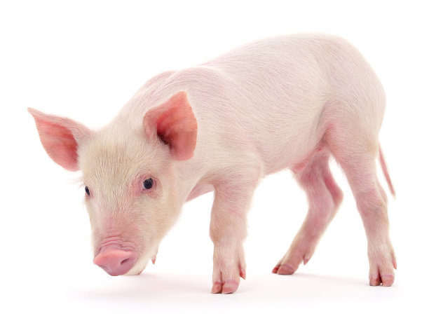 piggy
