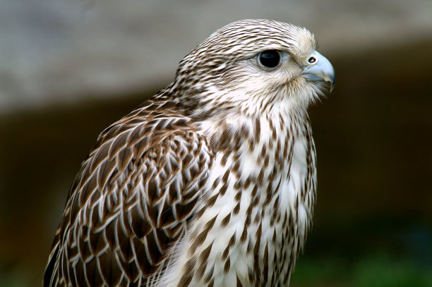falcon