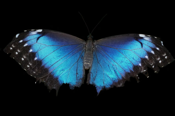 morpho