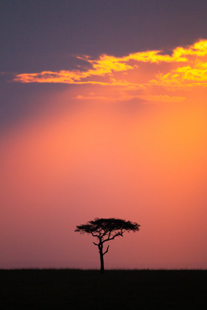 户外蓝天白云草地树林图片