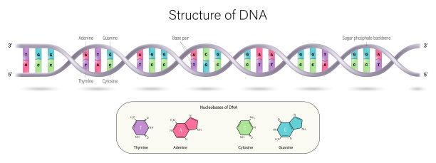 gene
