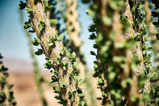 ocotillo