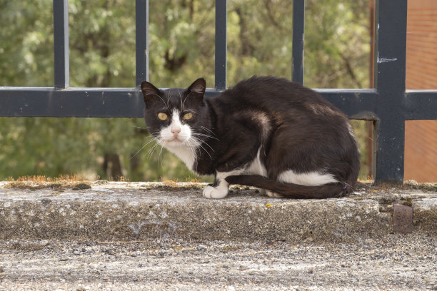 stray