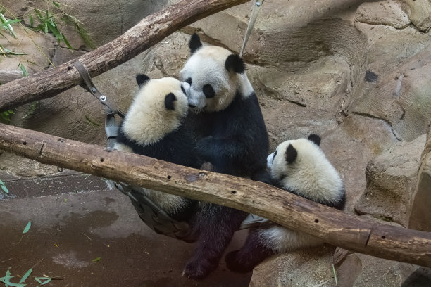 熊猫母亲