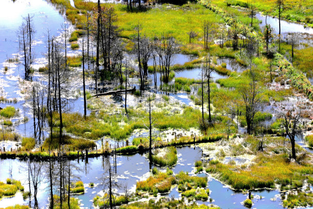 wetland