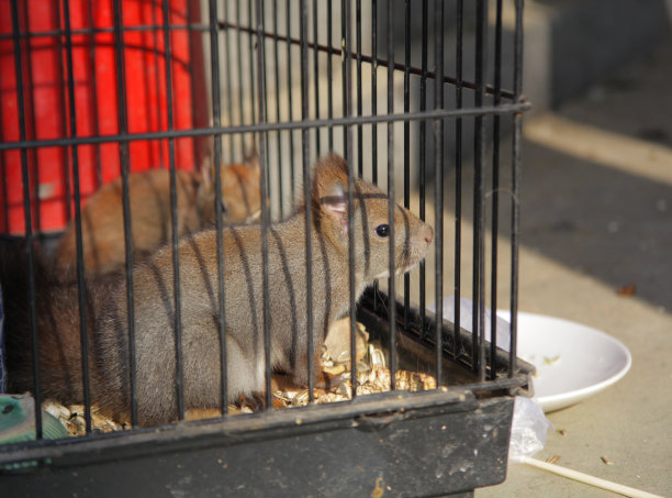 captivity