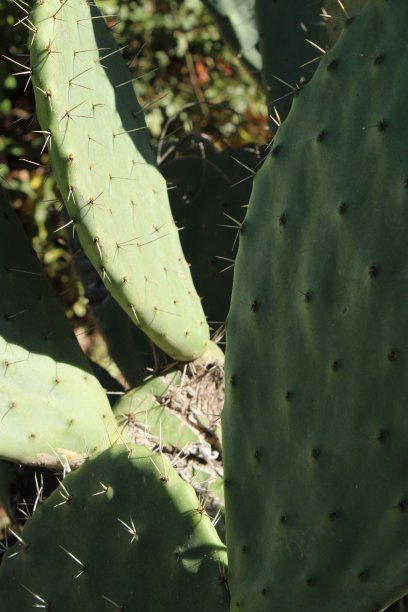 saguaro