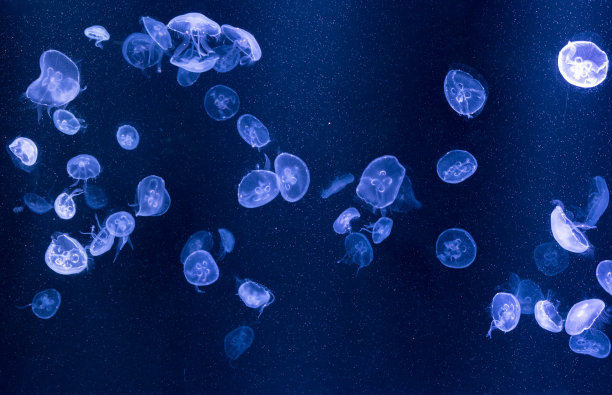 jellyfish