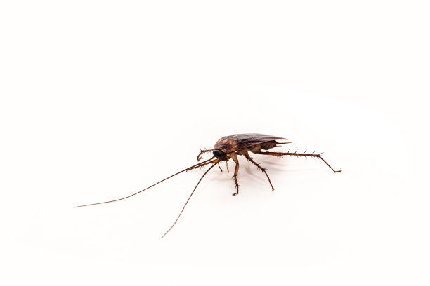 entomology