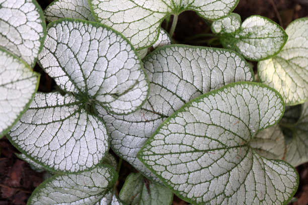 brunnera
