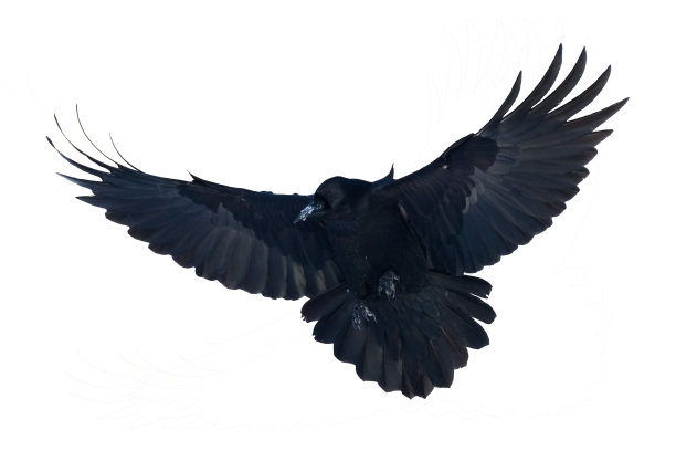 raven