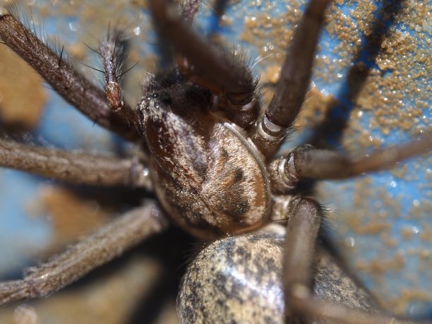 arachnid