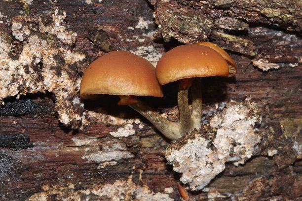 cortinarius
