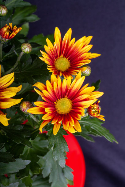 gazania