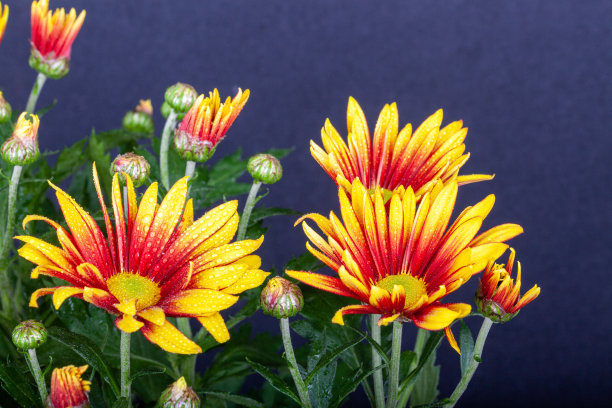 gazania