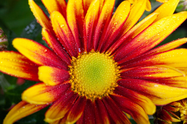 gazania