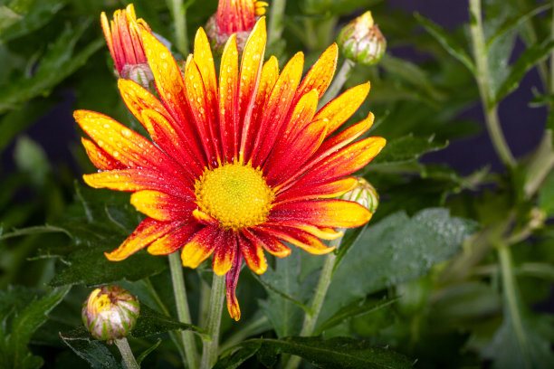 gazania