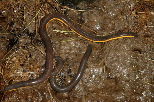 caecilian