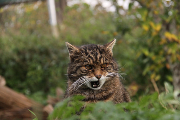 felis