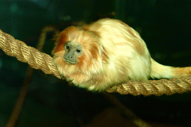 saguinus