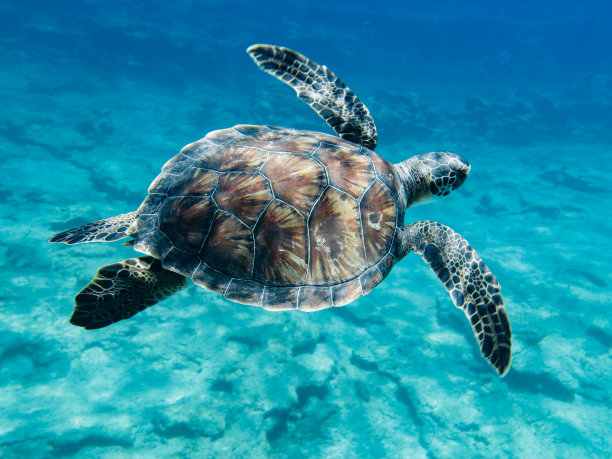 turtle