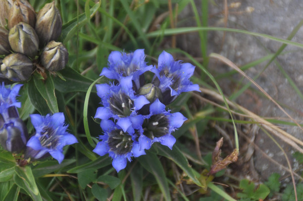 gentian