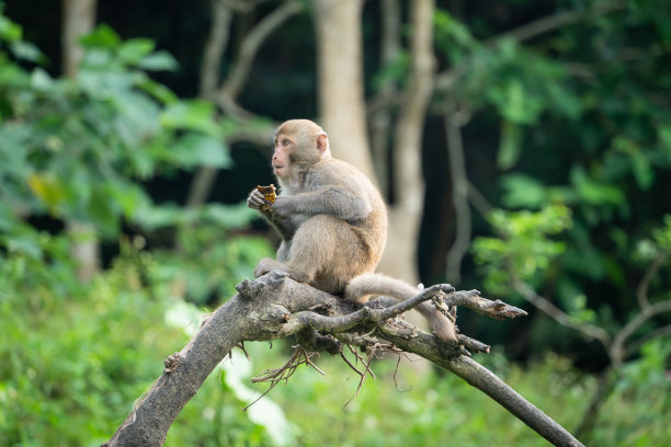 macaca