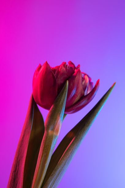 红色大气会议背景